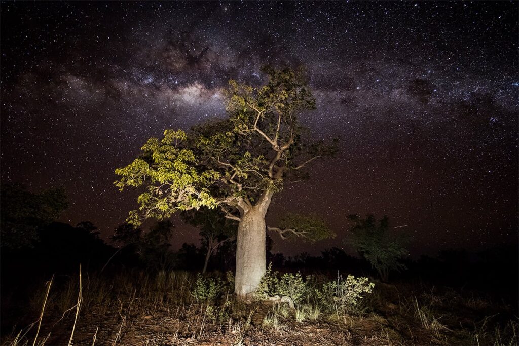 Night photo of boab tree under the Milky Way
